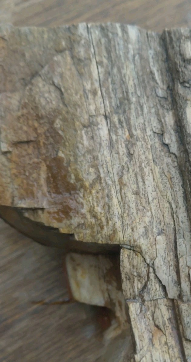 Petrified Wood 4lbs 9.5oz Limb Quartz Replaced Bark UV+ Henry Mountains UT Displ