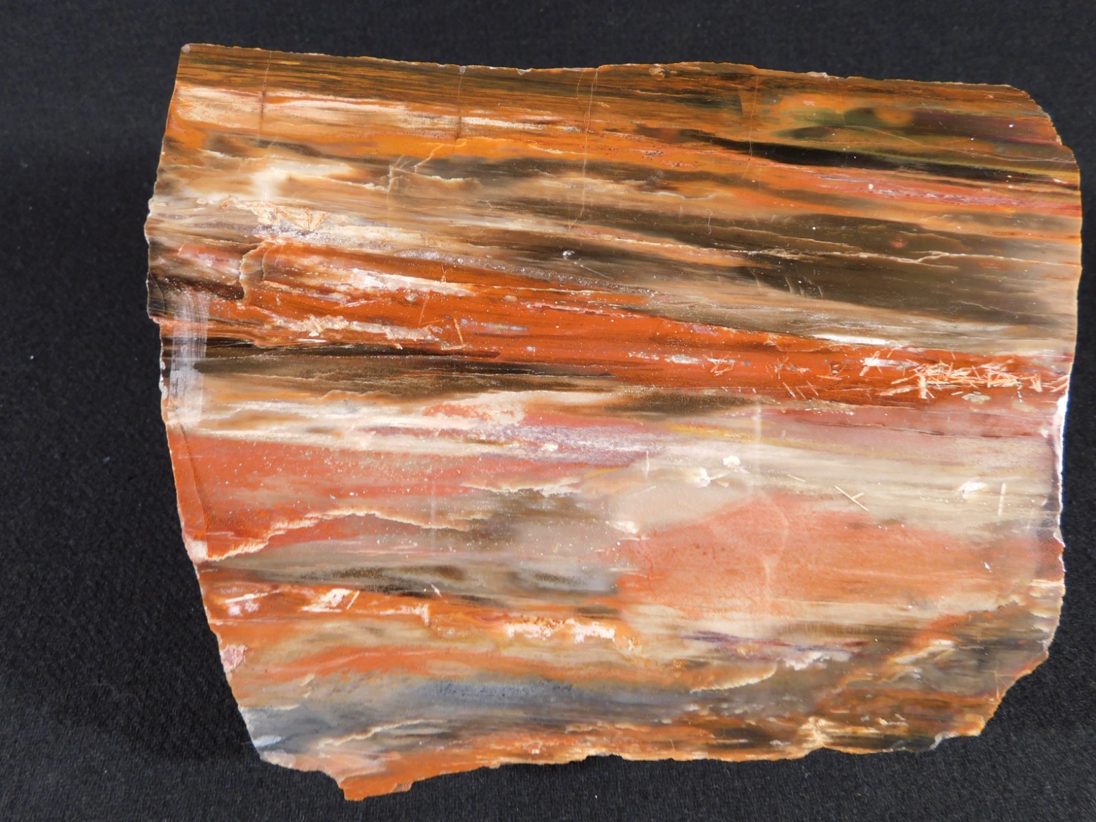 Big! 210 MILLION Year Old! Polished Petrified RAINBOW WOOD Fossil Arizona 1960gr