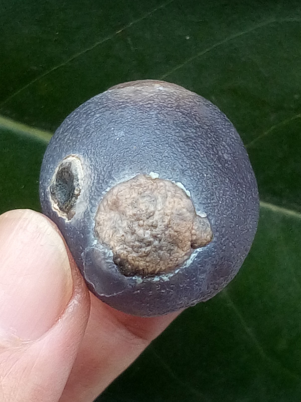 36mm Beautiful Natural Gobi agate eye agate collection