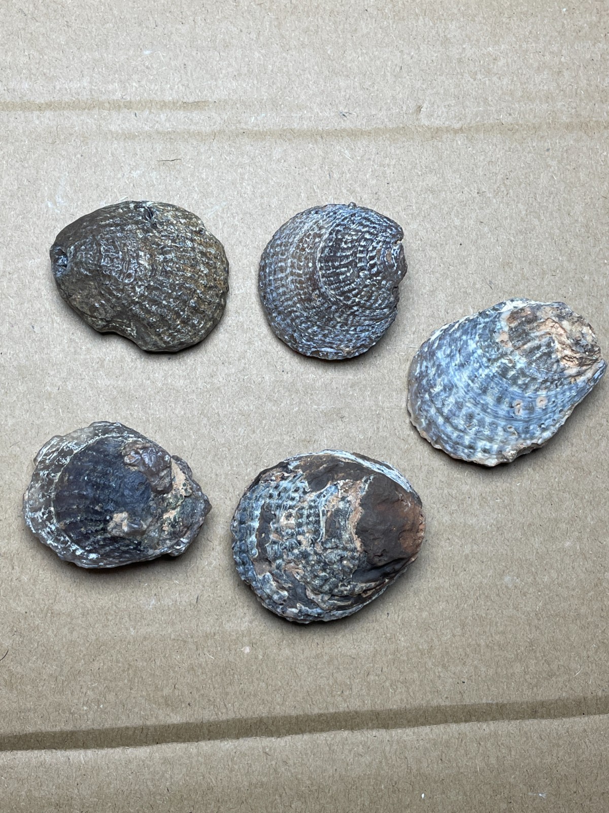5 pieces Beautiful shell Landscape stone