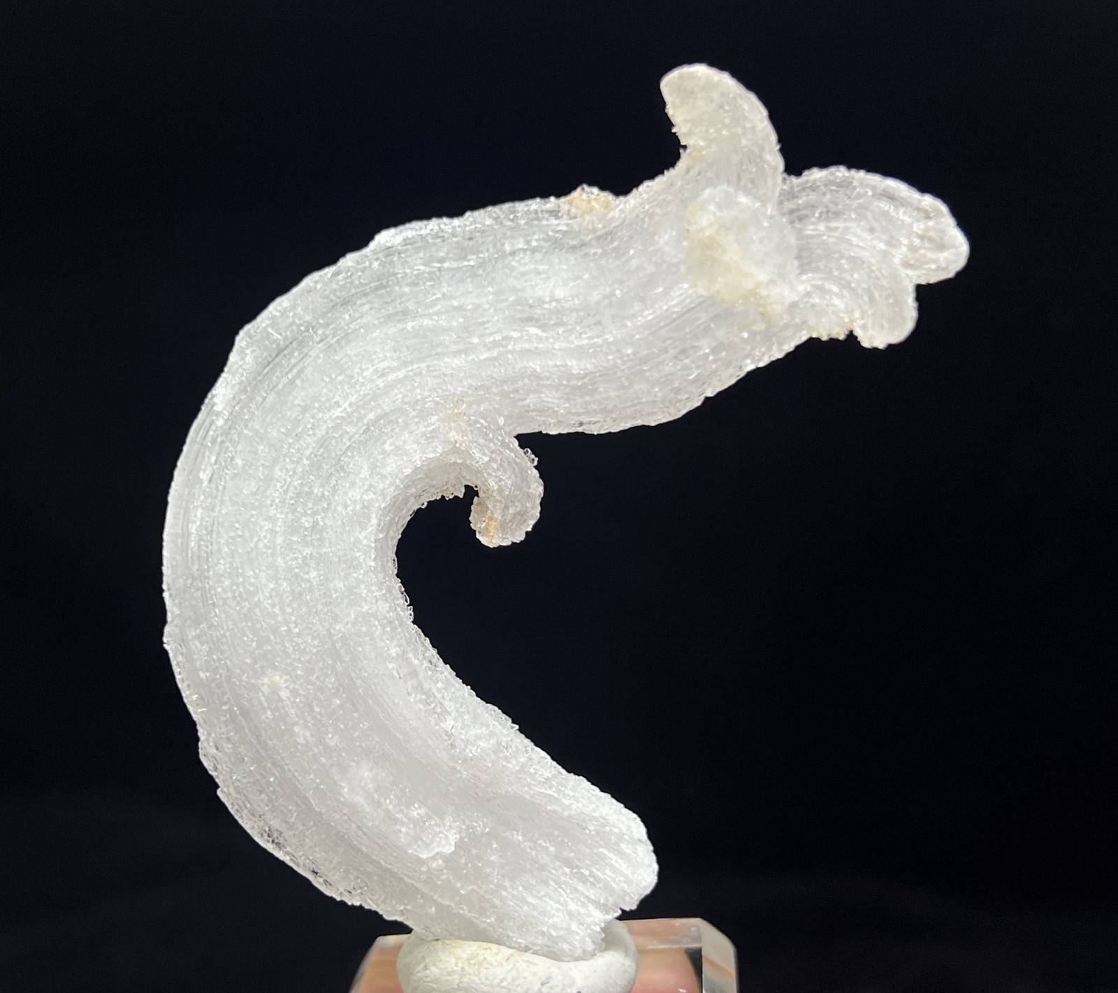 67mm ‘Ram’s Horn’ shape Selenite (Gypsum), Natural Mineral Specimen