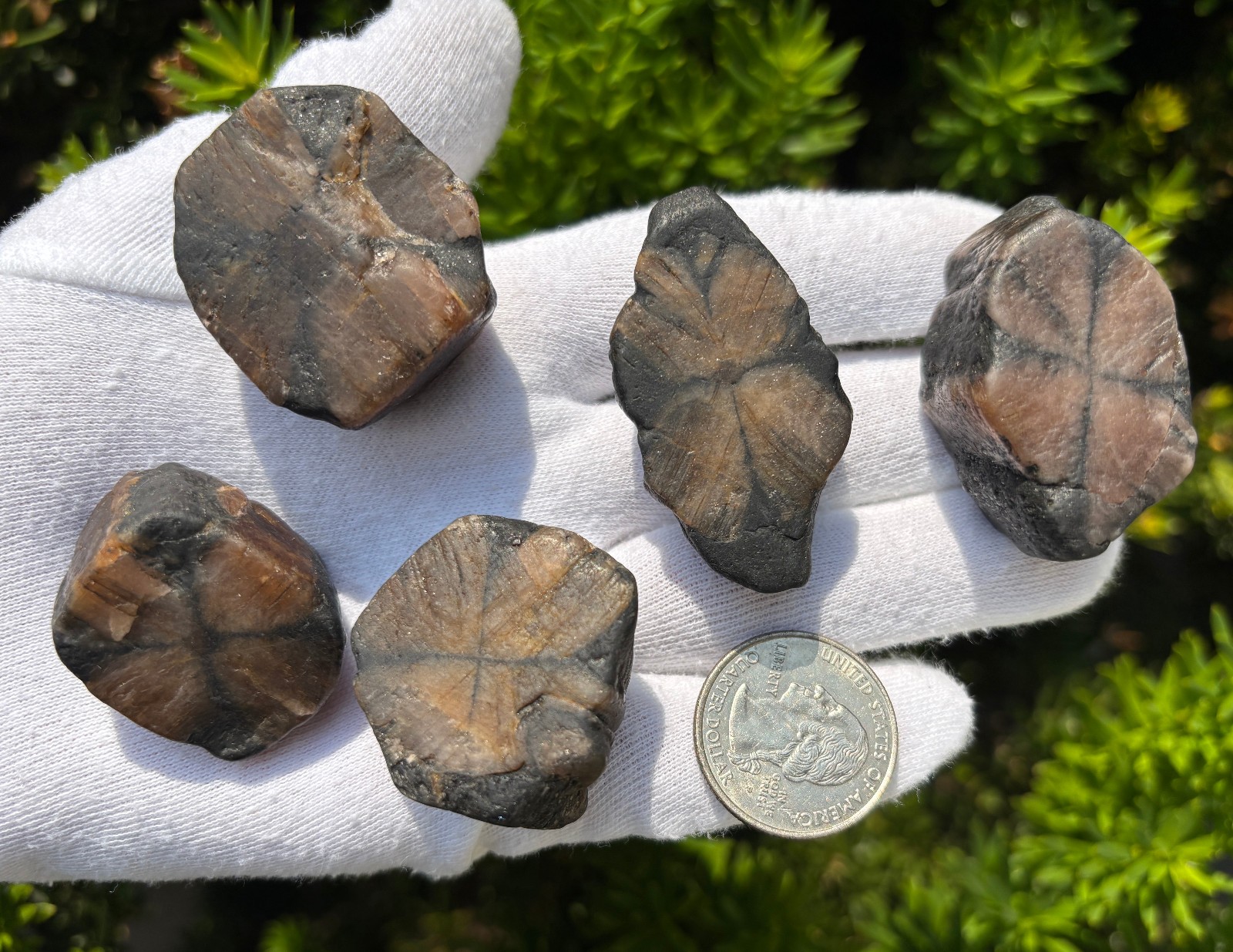 182g LOT THICK CUT CHIASTOLITE ANDALUSITE ROUGH LARGE-R SPECIMENS CROSS STONES