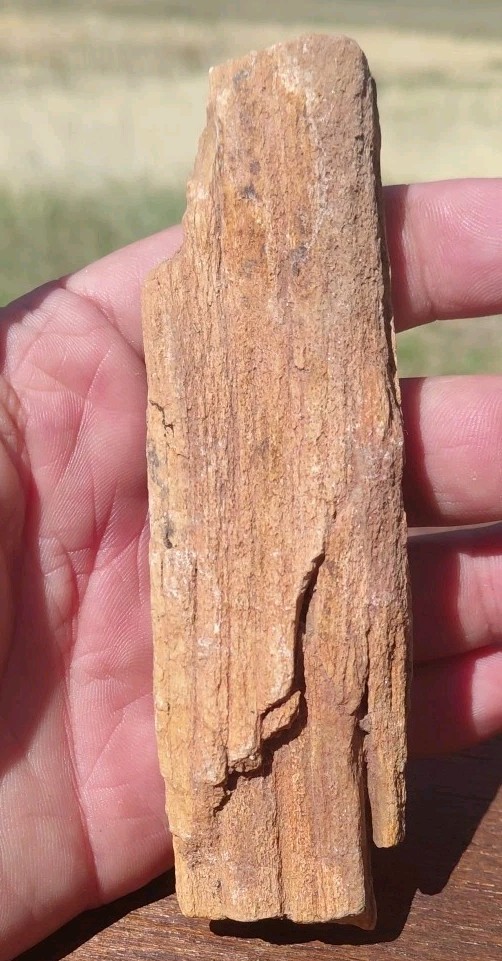 Petrified Wood Fossilized Twisted Branch Bark Druzy Quartz 1/4Lb – 4 1/2″×1 1/4″