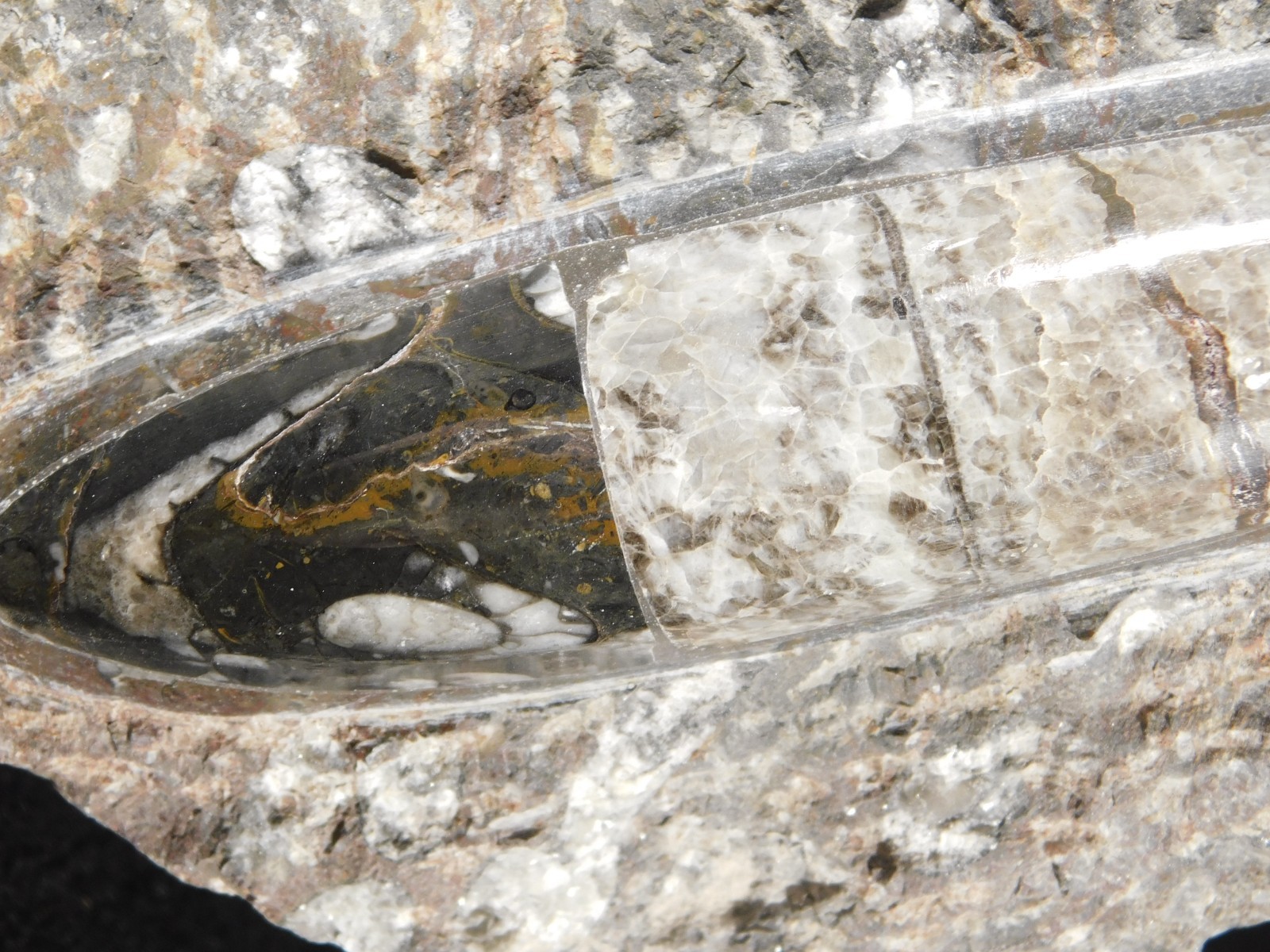 TWO! FREE Standing Polished Goniatite Fossils and an Orthoceras Morocco 1838gr