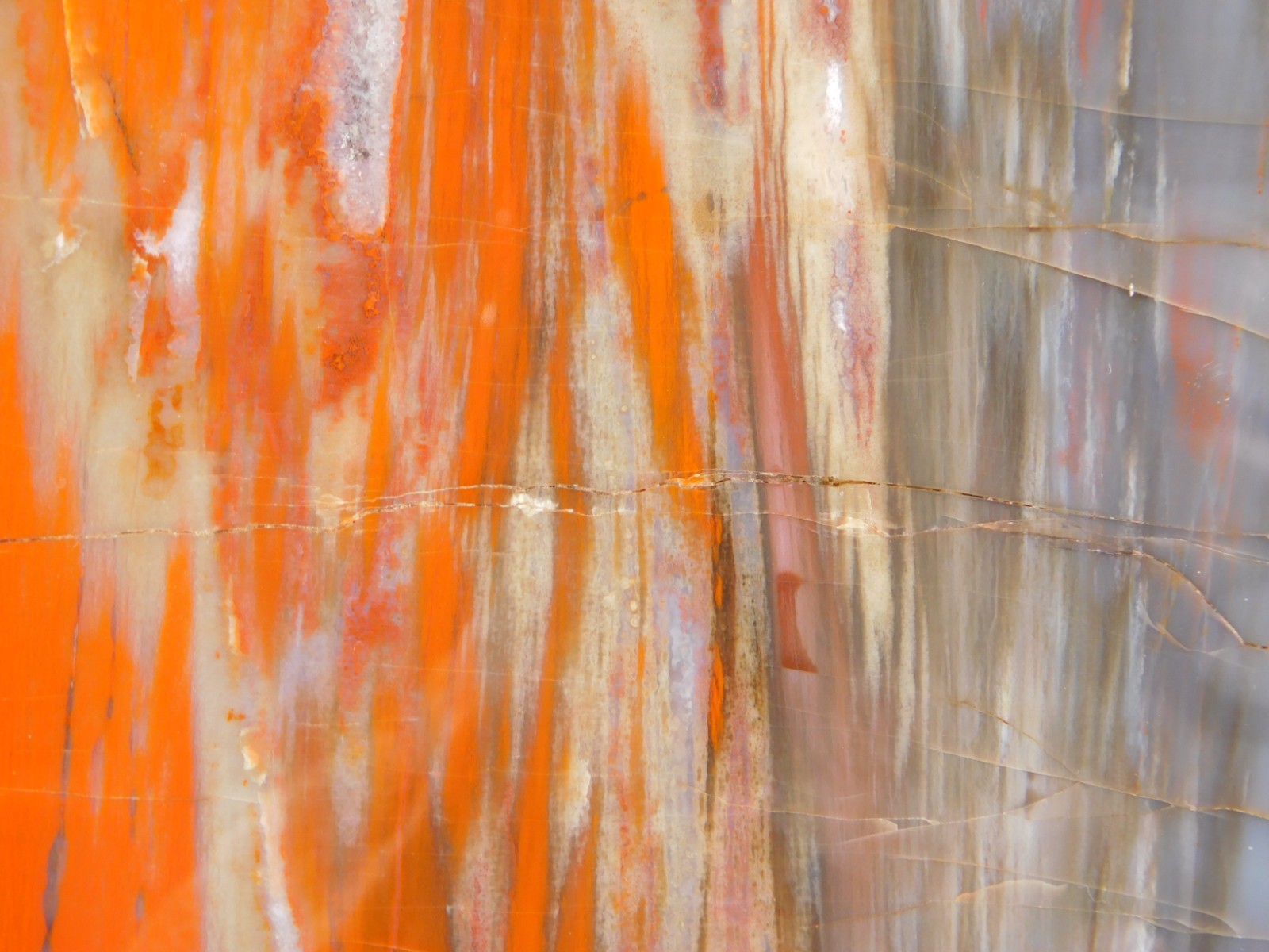 Big! Colorful Polished Petrified WOOD RAINBOW Fossil Slab Arizona 1393gr