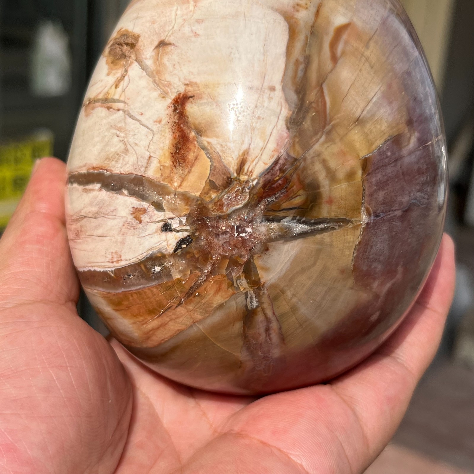 3.28LB Large Amazing Natural Petrified Wood Fossil Stone Egg Crystal Healing