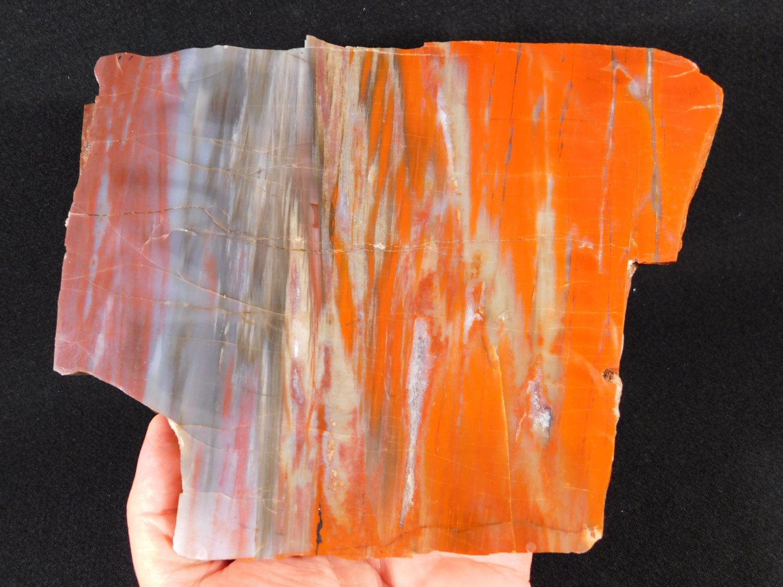 Big! Colorful Polished Petrified WOOD RAINBOW Fossil Slab Arizona 1393gr