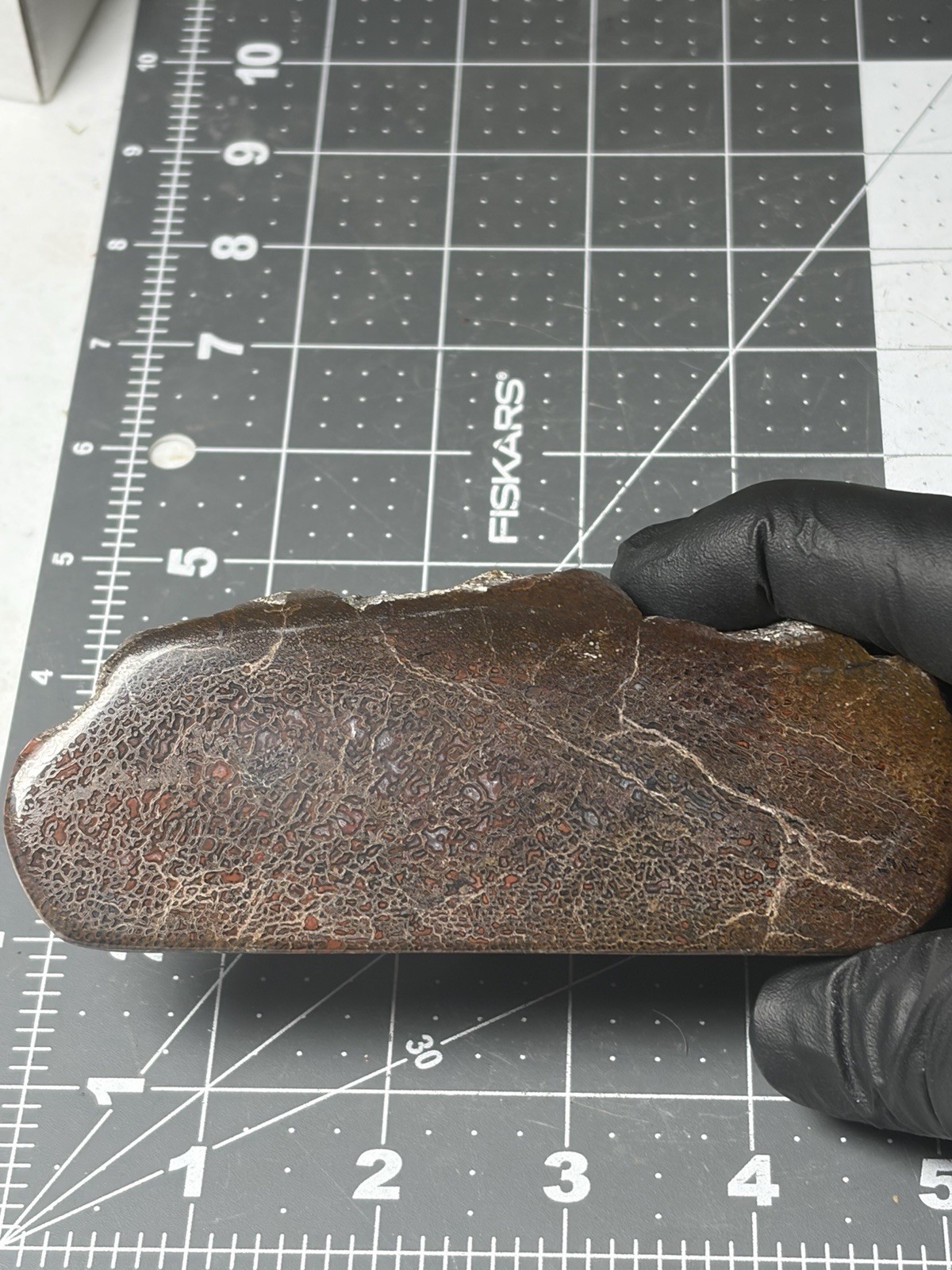 Agatized Dinosaur Gem Bone Polished Specimen Good Cell Structures Free Standing