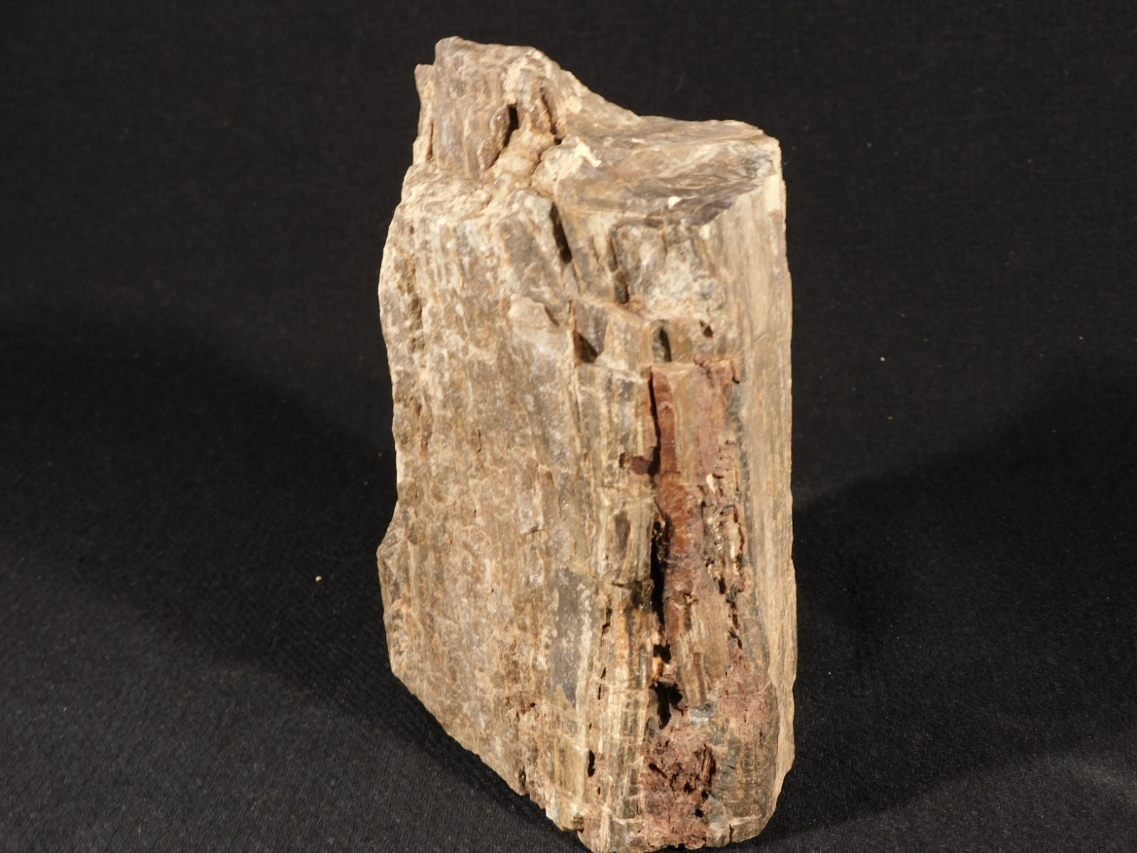 Well Defined BARK! Big 100% Natural Petrified Wood Fossil Jurassic Utah 1740gr