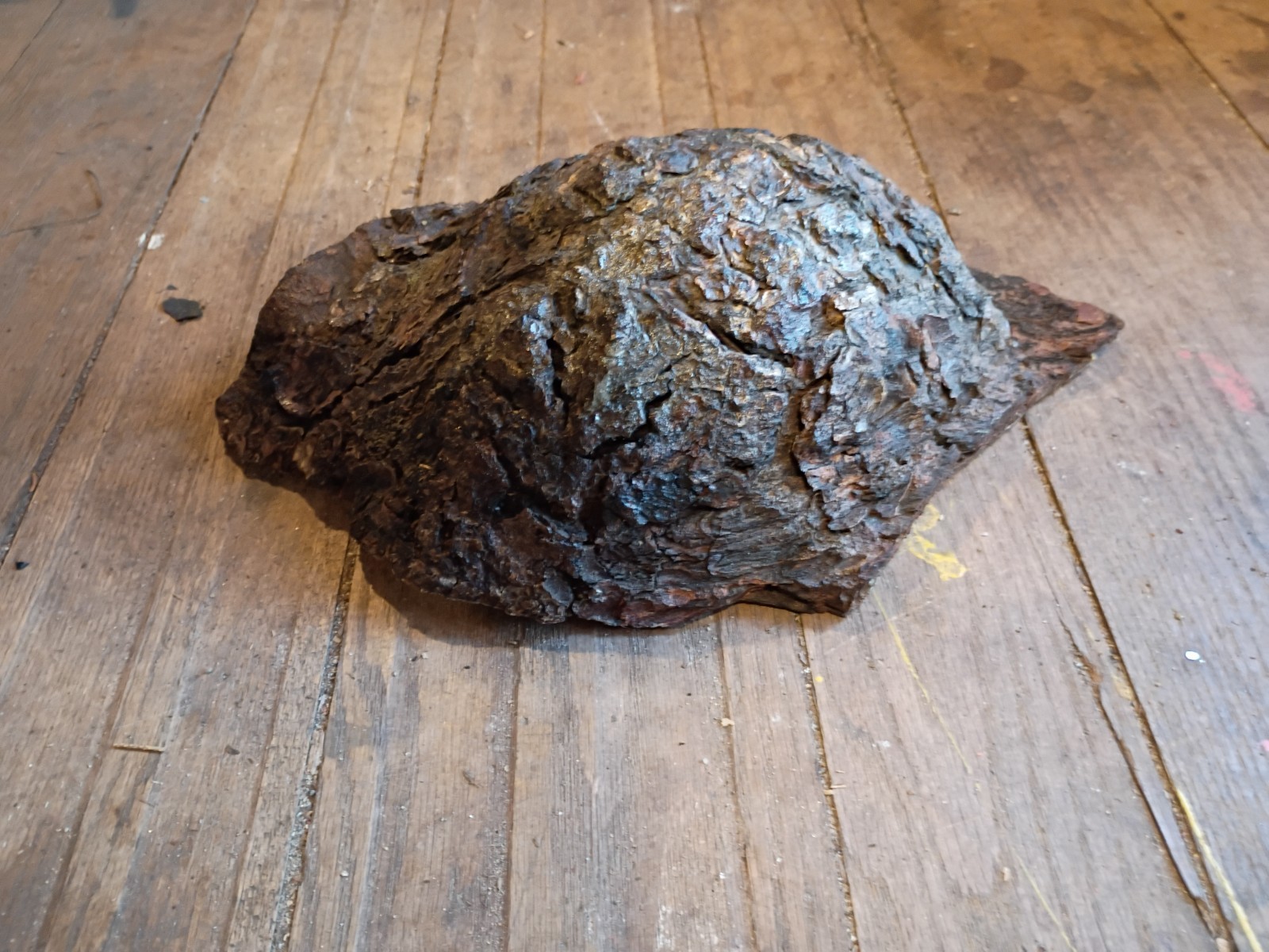 Dark Brown Rough preserved Natural pine tree bark burl Specimen