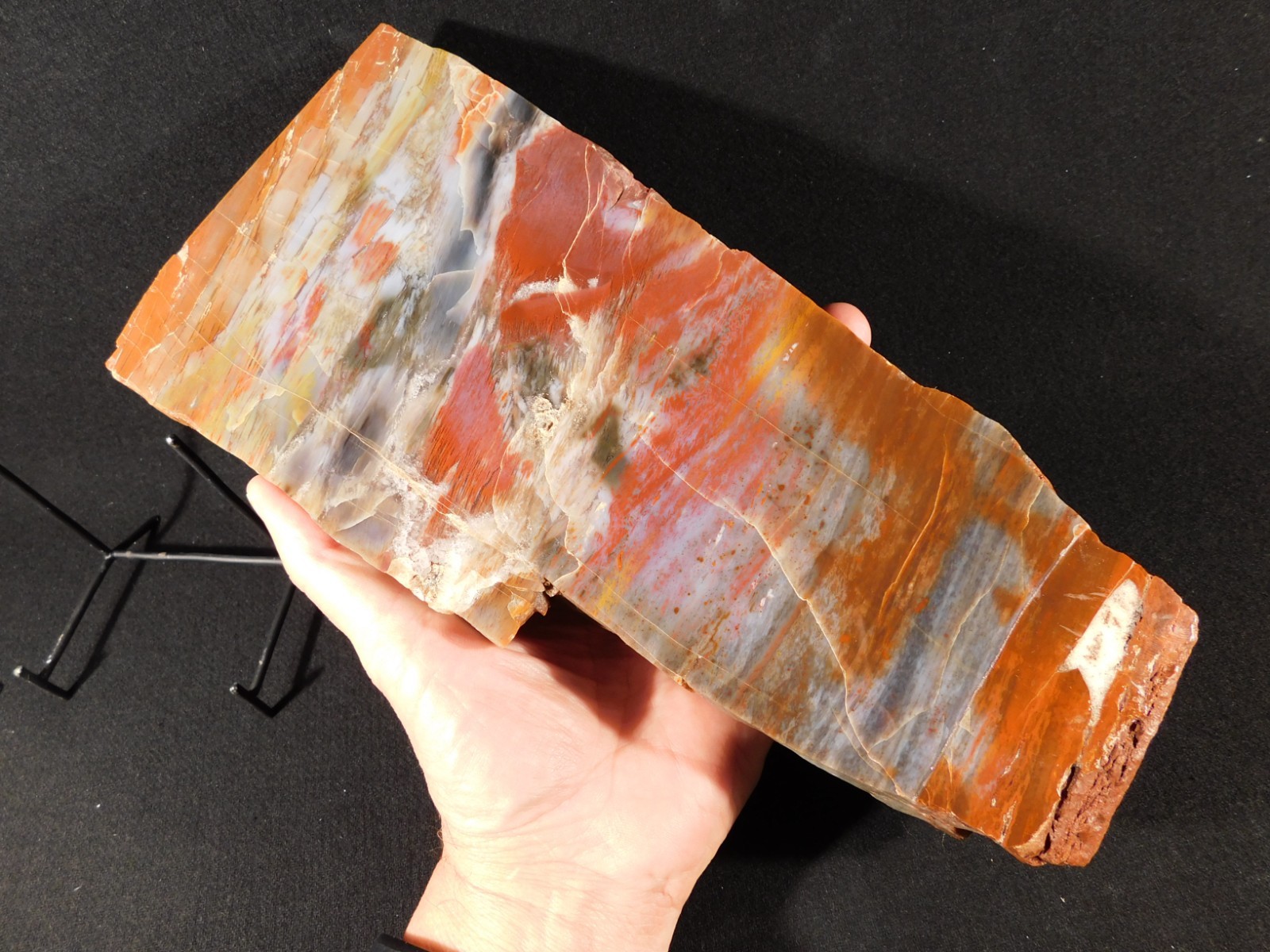 Nice BARK! BIG Polished Petrified RAINBOW WOOD Fossil Arizona 2313gr