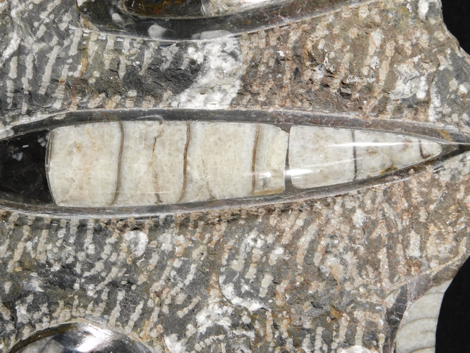 TWO! FREE Standing Polished Goniatites and TWO Orthoceras Fossils Morocco 1121gr