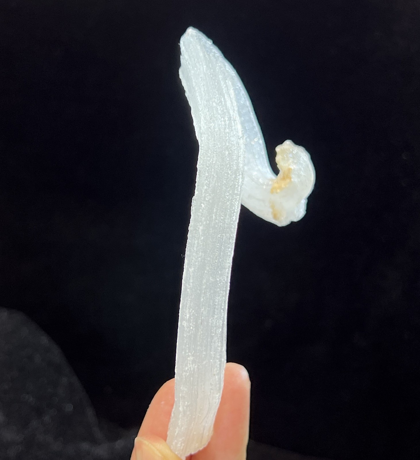 115mm LARGE sparkling ‘Ram’s Horn’ shape Selenite (Gypsum), Natural Mineral