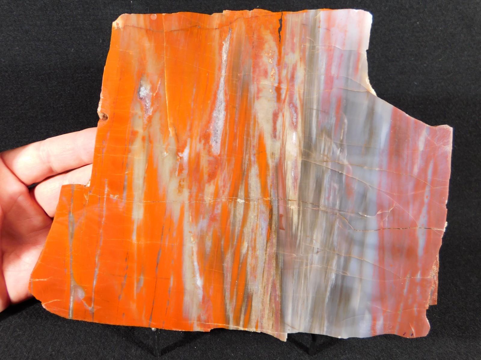 Big! Colorful Polished Petrified WOOD RAINBOW Fossil Slab Arizona 1393gr