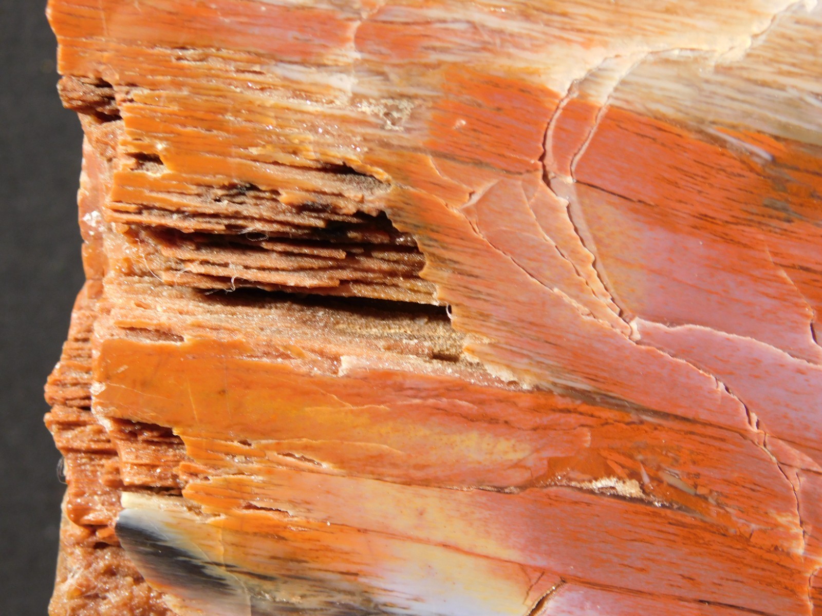 Big Free Standing Polished Deep RED Petrified RAINBOW WOOD Fossil Arizona 1791gr