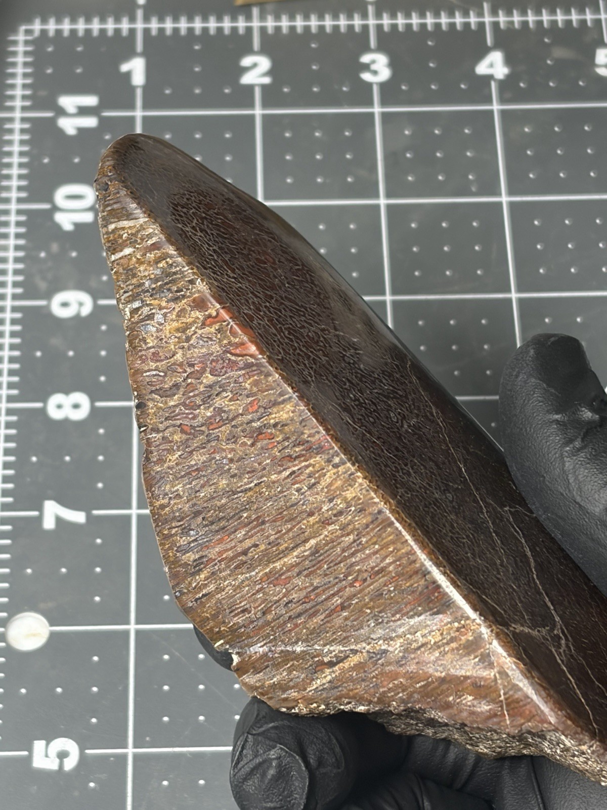 Agatized Dinosaur Gem Bone Polished Specimen Good Cell Structures Free Standing