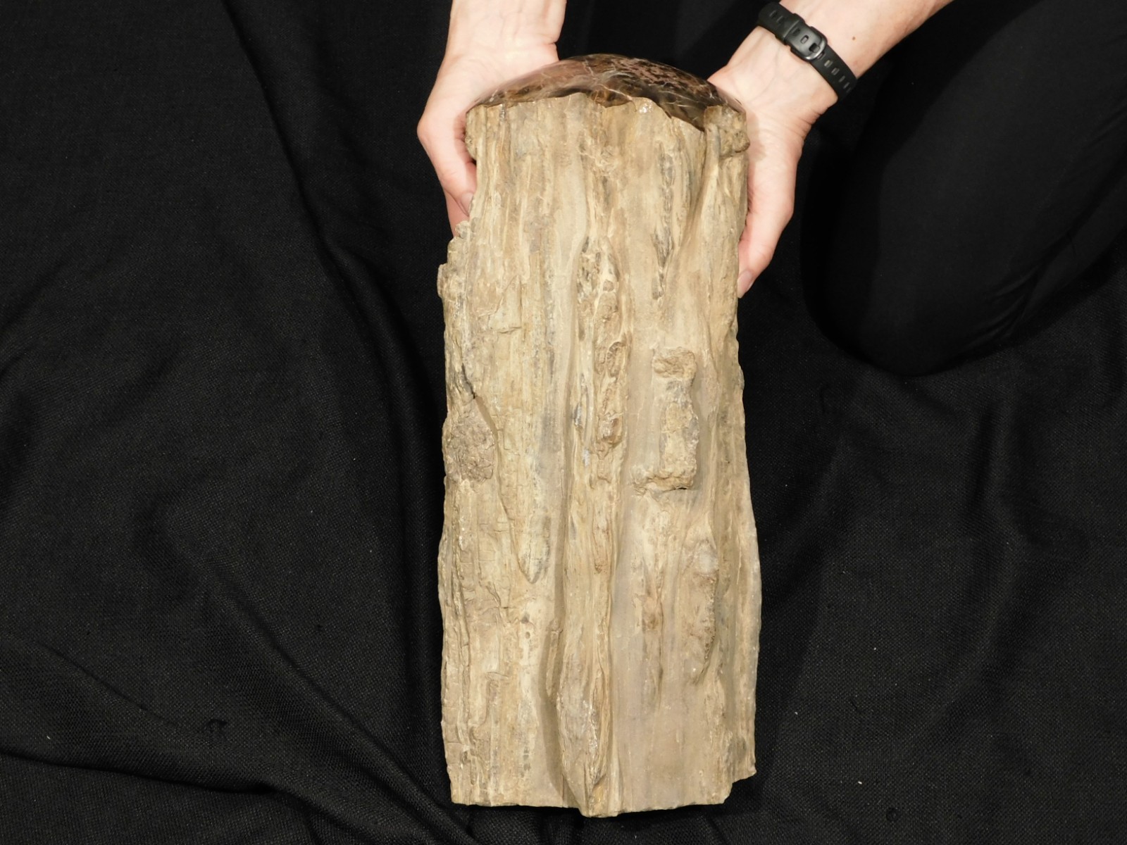 wOw! HUGE Dome Polished Petrified WOOD ROLLER Fossil Free Standing Arizona