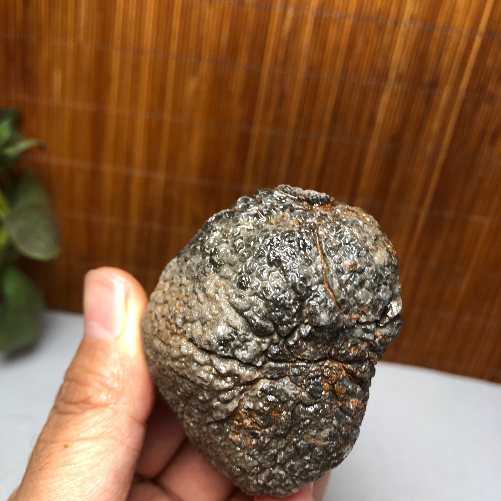 56mm Rare Rugose Coral Slab original Actinocyathus Morocco 133g A9418