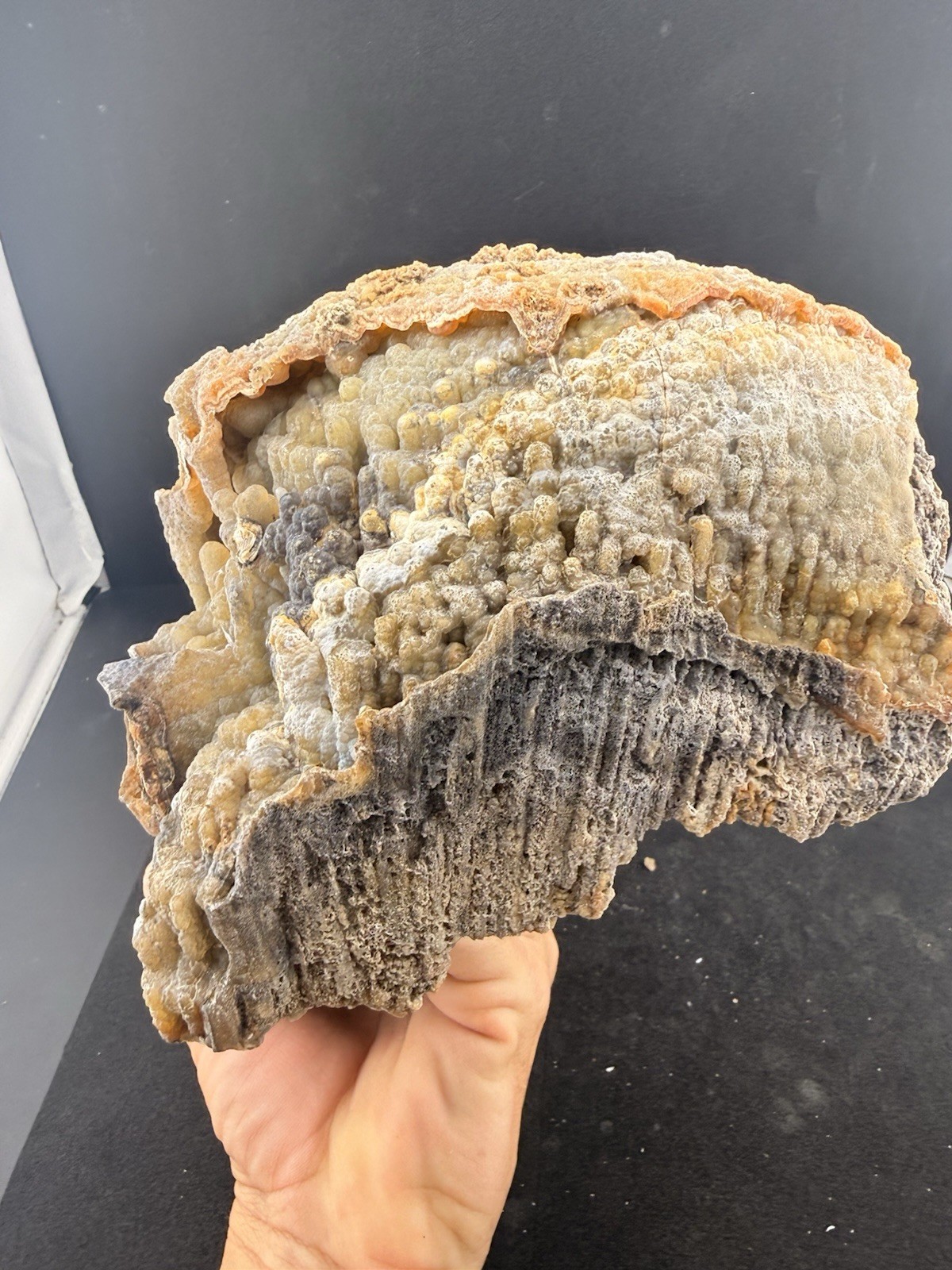 Large Self Collected Florida Agatized Coral Natural Specimen