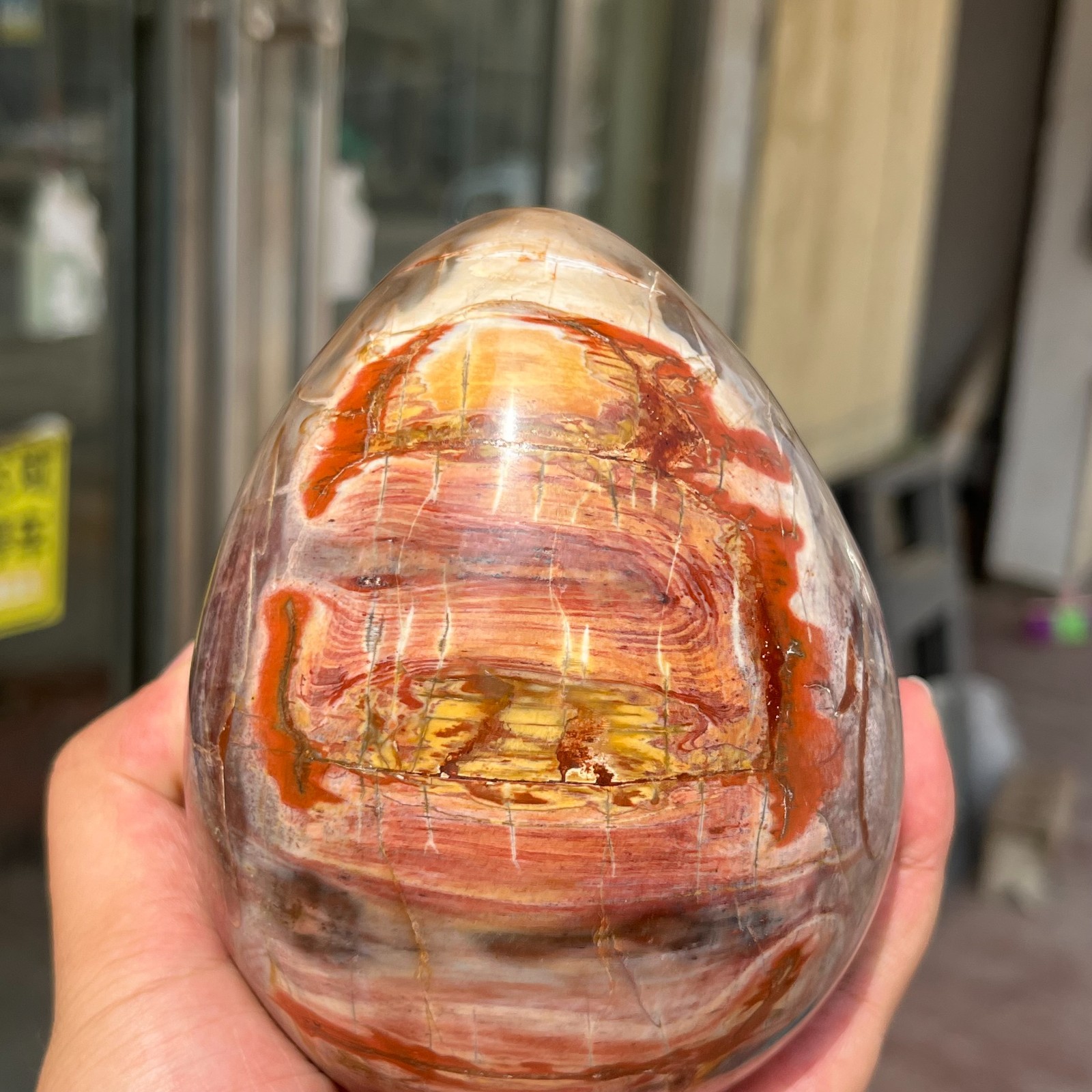 3.28LB Large Amazing Natural Petrified Wood Fossil Stone Egg Crystal Healing
