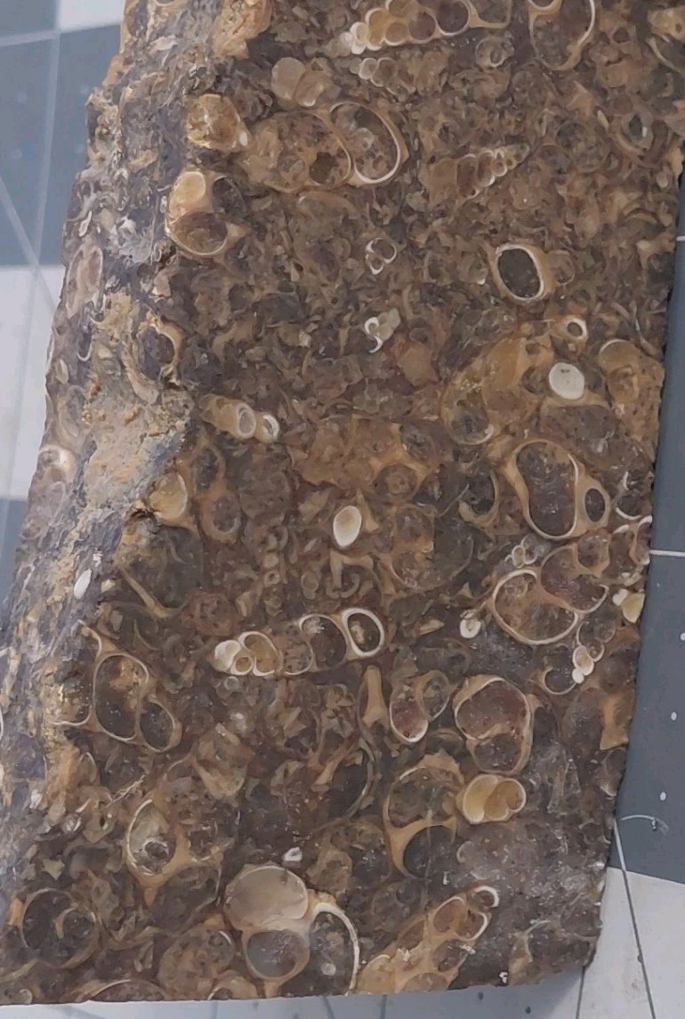 1 lb Turritella Agate Cross Section Snail Fossils Slabbed 4 Sides 5 3/4″ Wyoming