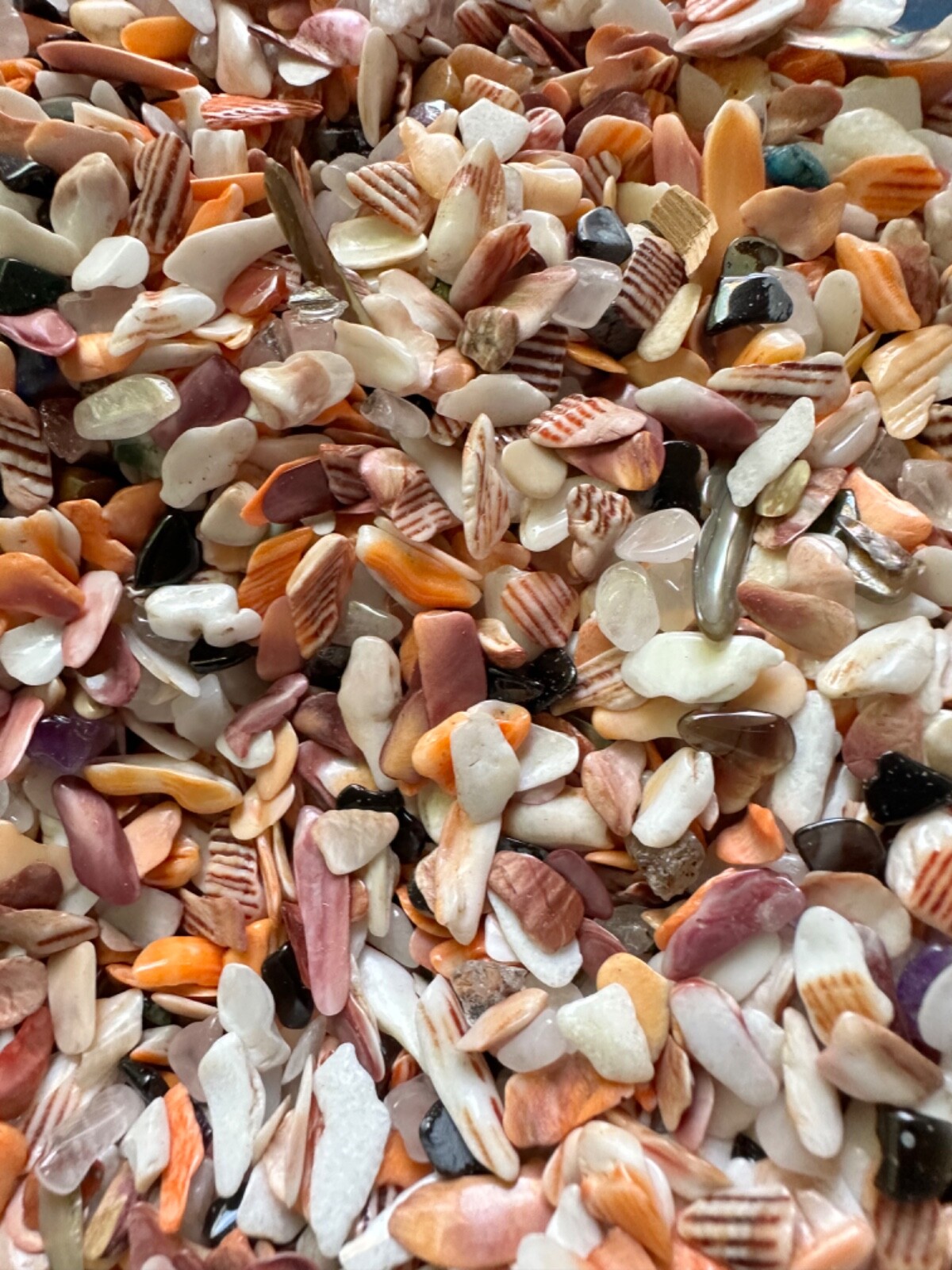1/4LB Lion Paw Shells Mano de Lion Orange Bit Size 1/8” – 1/4” Seashells