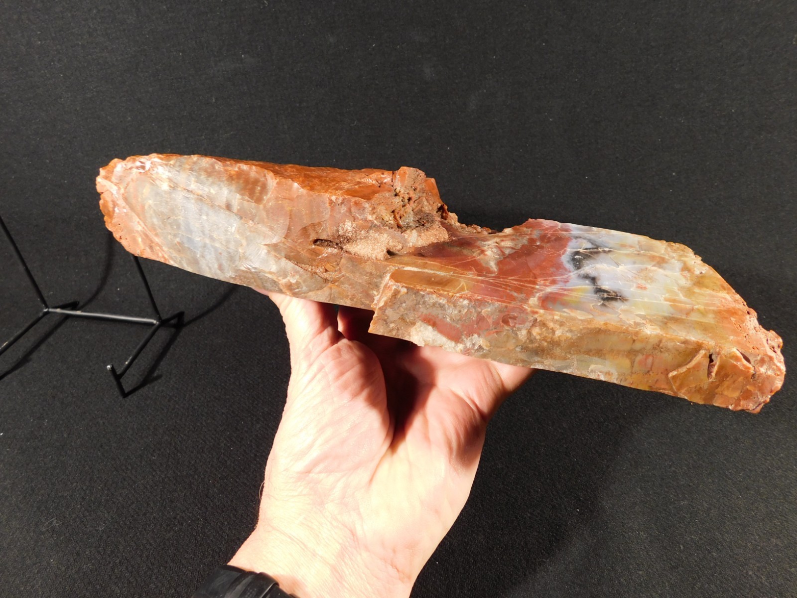 Nice BARK! BIG Polished Petrified RAINBOW WOOD Fossil Arizona 2313gr