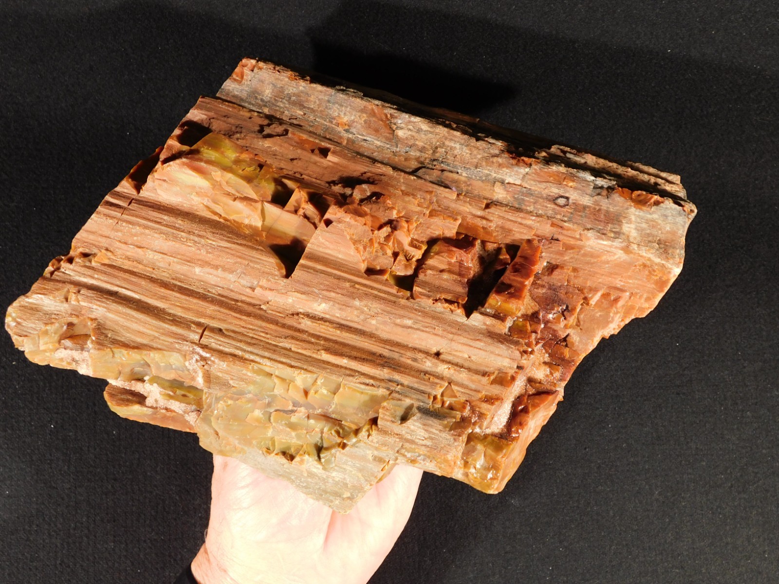 Nice BARK! Big Polished Petrified RAINBOW WOOD Fossil Arizona 2595gr