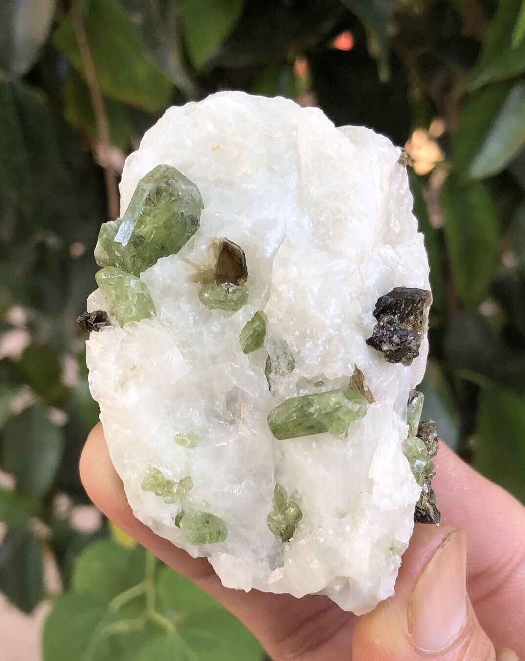 Natural rare green diopside crystals on white calcite with brown phlogopite