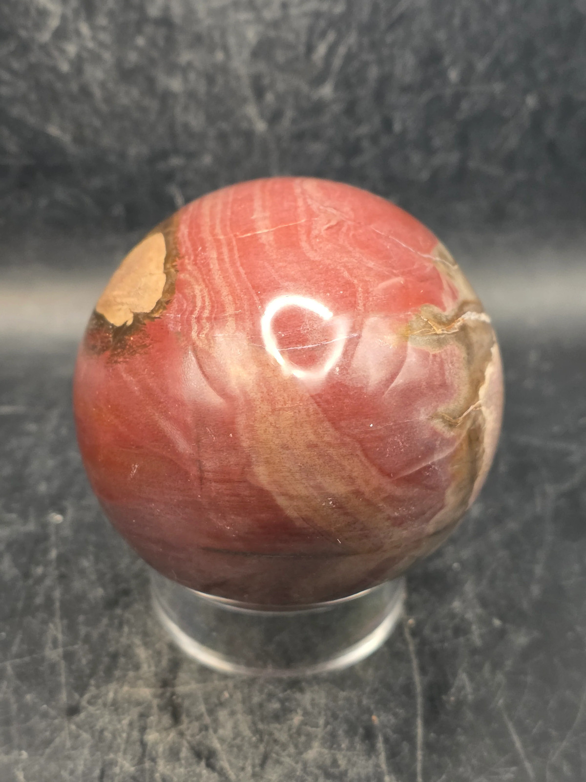 Petrified wood egg! 1.2 pounds, 3.3 inches tall, 2.6 inches wide