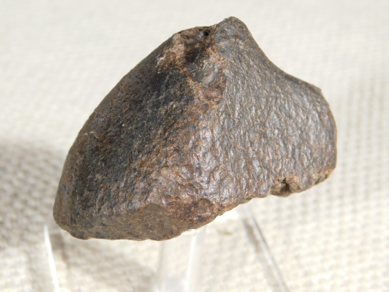Stony N.W.A. METEORITE 100% Natural FELL in Libya 98.4gr