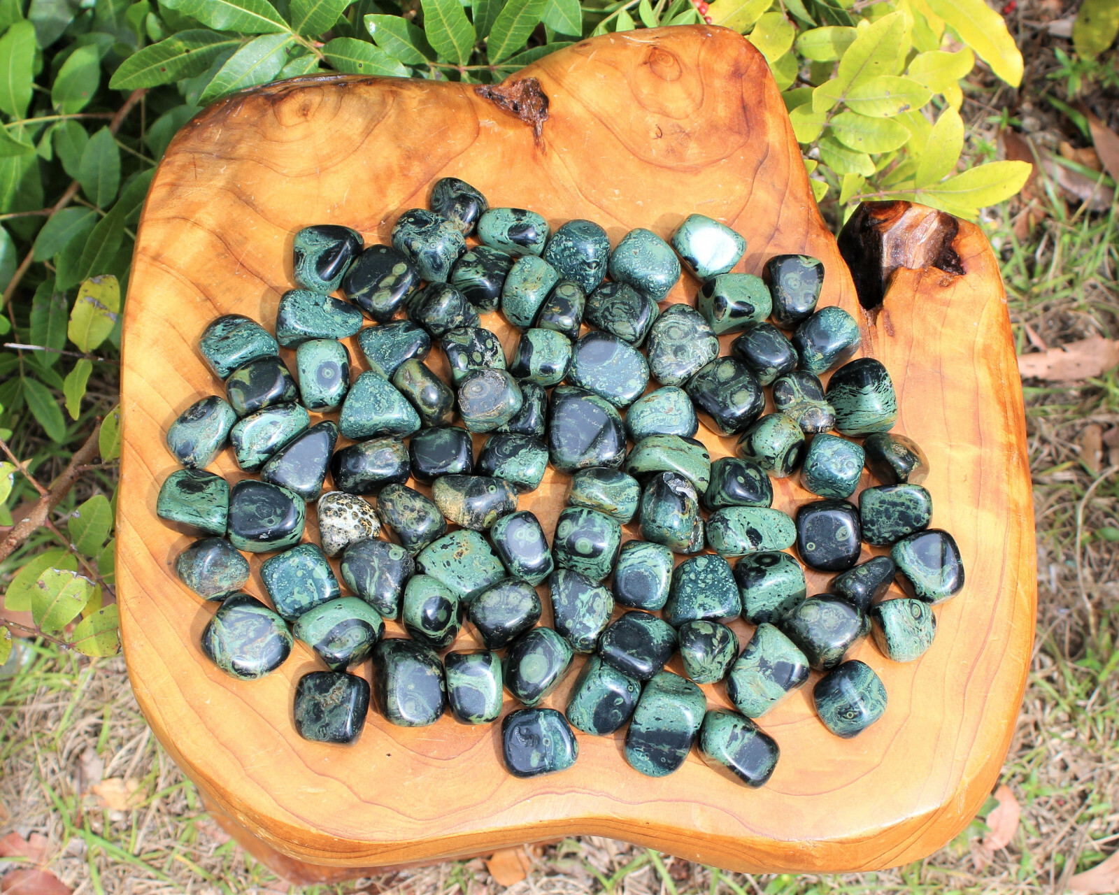 1/4 lb Bulk Lot Kambaba Jasper Tumbled Stone (Crocodile Jasper) 4 oz