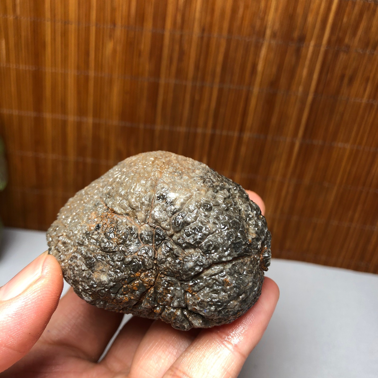56mm Rare Rugose Coral Slab original Actinocyathus Morocco 133g A9418