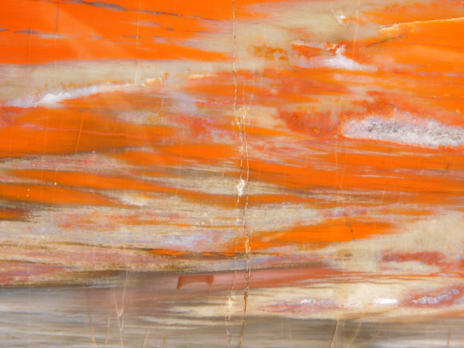 Big! Colorful Polished Petrified WOOD RAINBOW Fossil Slab Arizona 1393gr