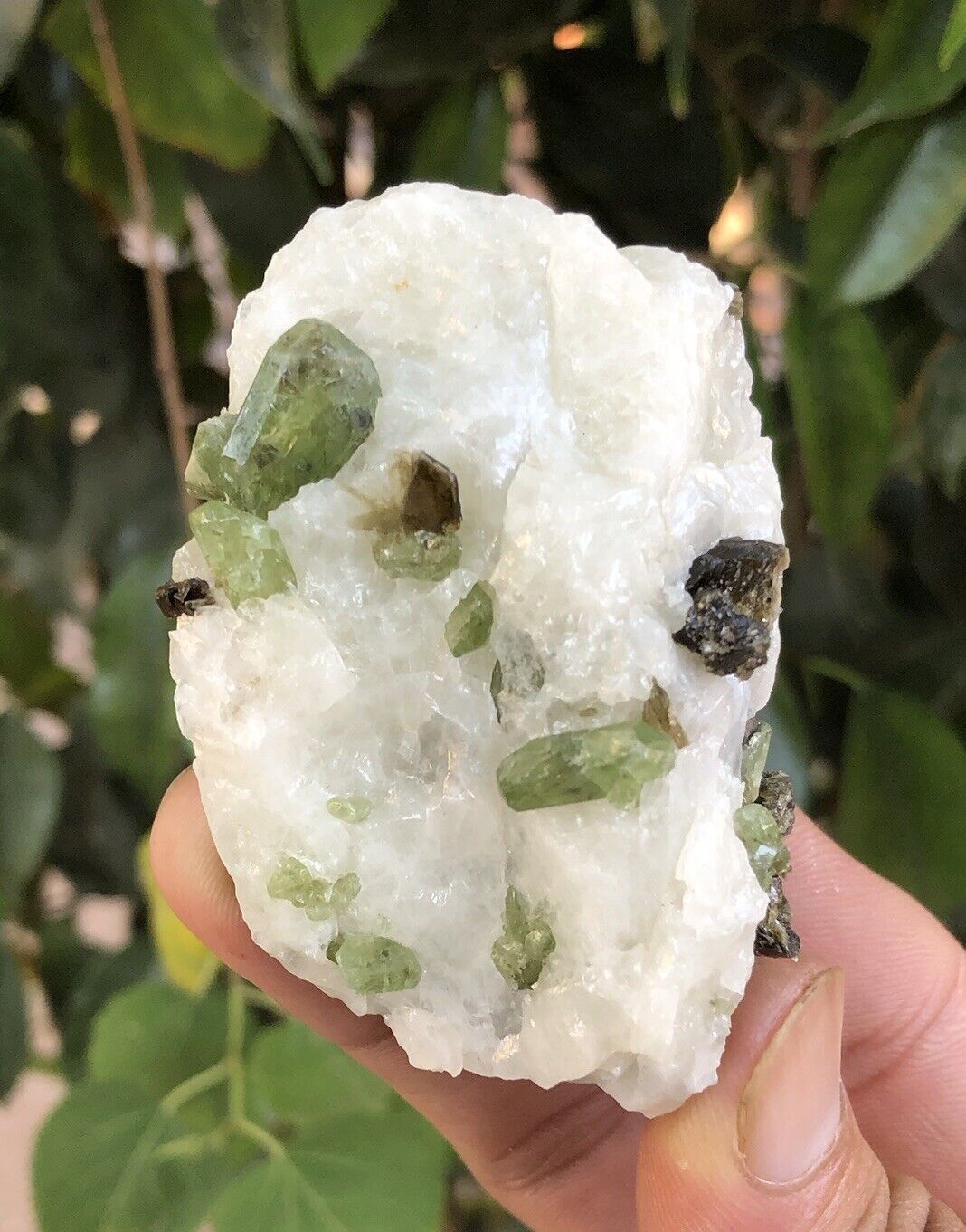 Natural rare green diopside crystals on white calcite with brown phlogopite