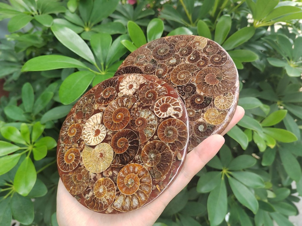 Natural Ammonite Disc Fossil Conch Specimen Healing +Stand 1PC
