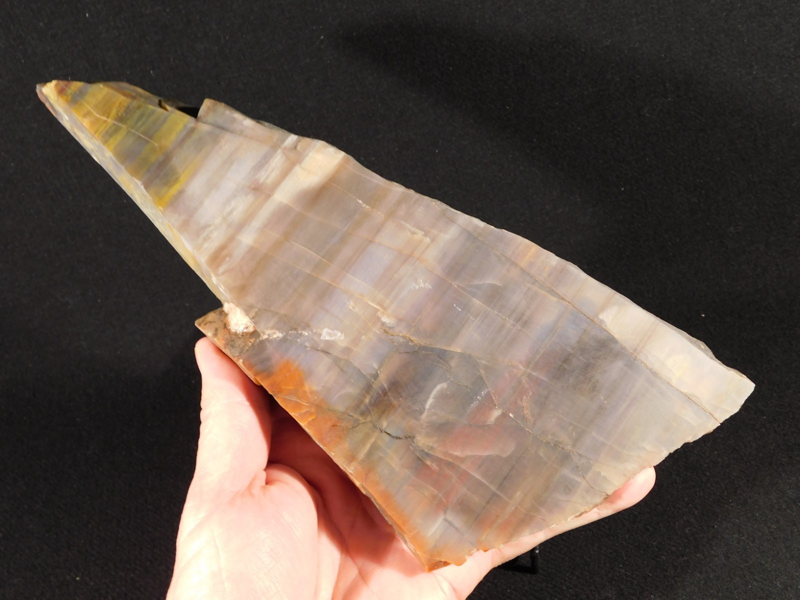 Larger 210 Million Year Old! Polished Petrified WOOD Fossil Slab Arizona 925gr