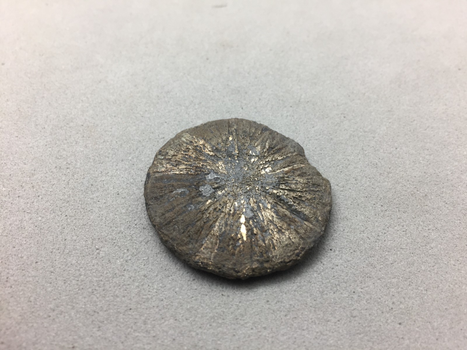 Pyrite Sun Miners Dollar 1 1/4″ Southern Illinois Coal Mine Mineral Specimen IL