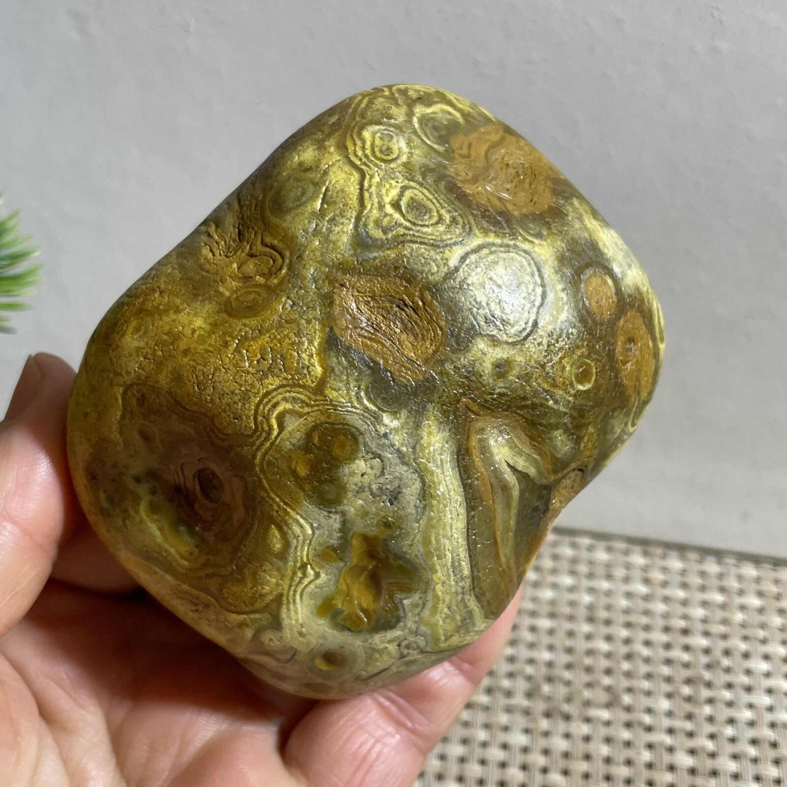 352g Bonsai Suiseki- Gobi Agate Eyes Stone-Rare Stunning Viewing