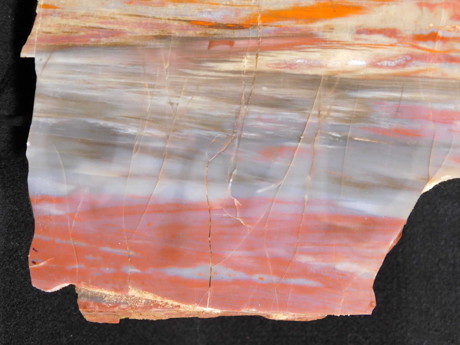 Big! Colorful Polished Petrified WOOD RAINBOW Fossil Slab Arizona 1393gr