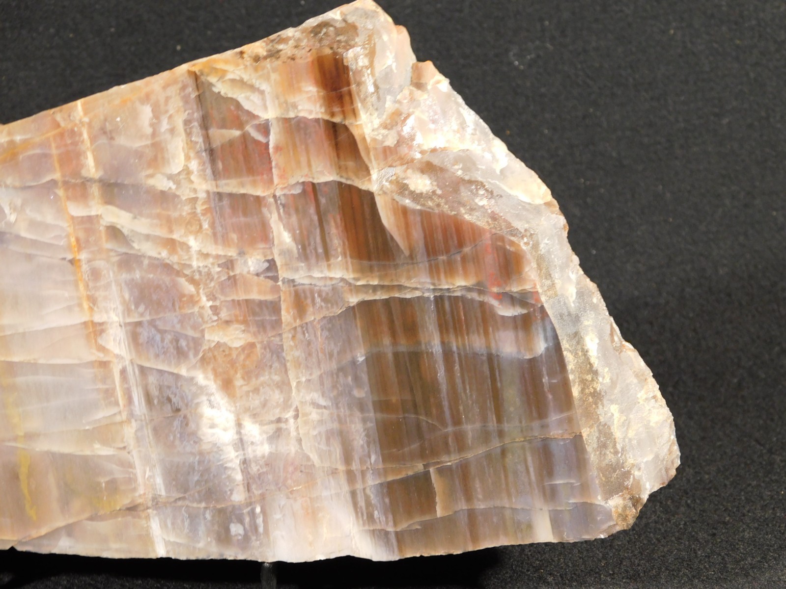 Larger 210 Million Year Old! Polished Petrified WOOD Fossil Slab Arizona 925gr