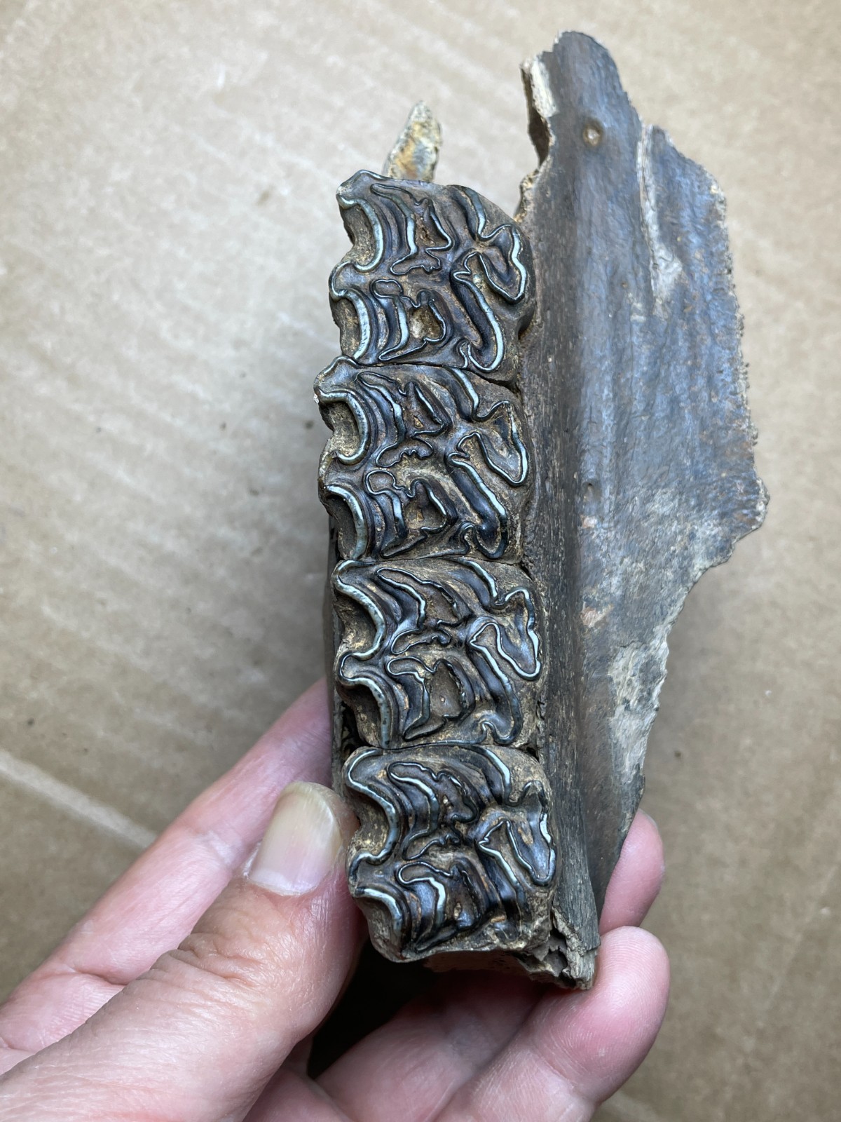 300g Beautiful Ice Age tooth collection