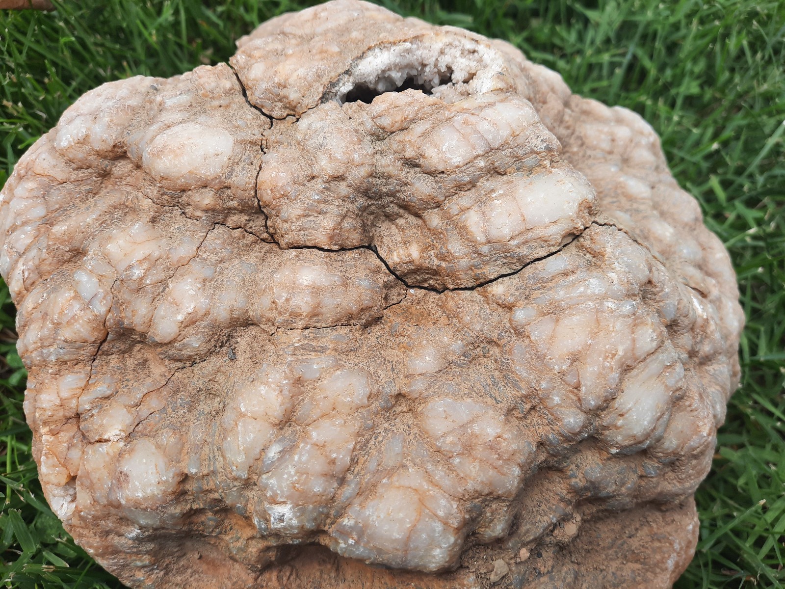 8″ Smokey Quartz Fractured Geode. Southern Kentucky