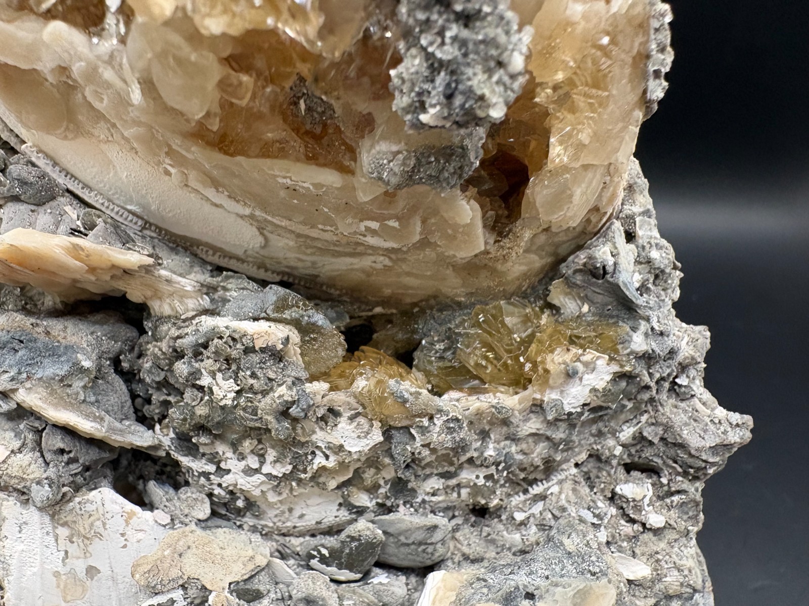 Premium Calcite Clam Fossil Cluster 8″ in Matrix – Cut Display Base – OTS