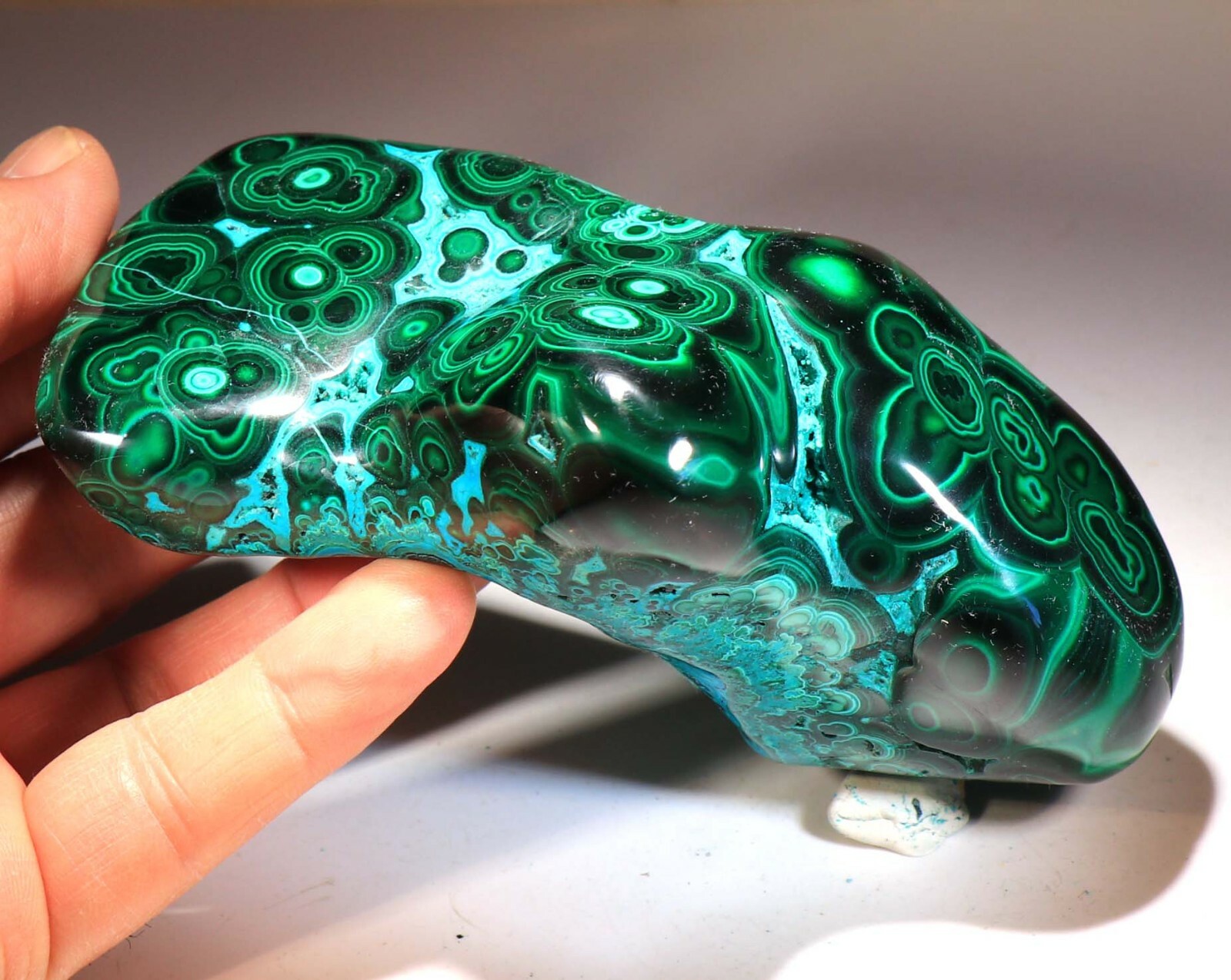 5.25″ Top Quality Vivid Green Malachite w/Blue Chrysocolla , Congo! CR822