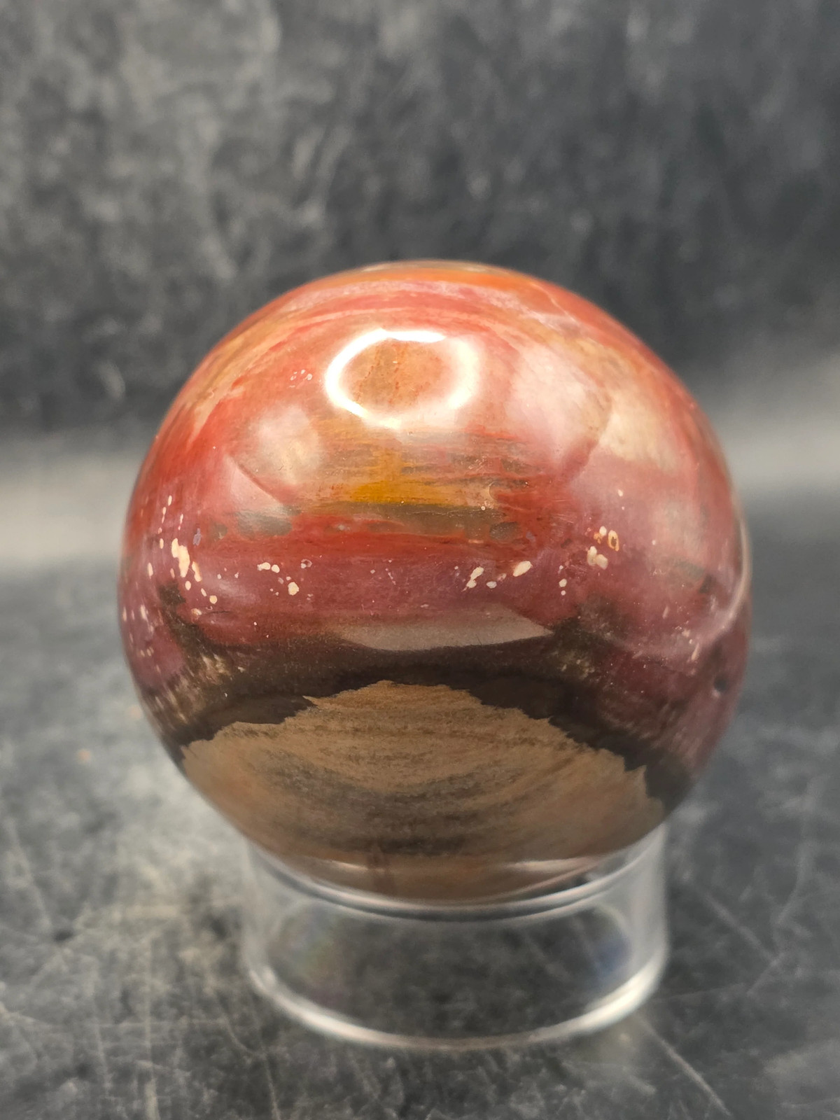 Petrified wood egg! 15 ounces, 3.1 inches tall, 2.4 inches wide!