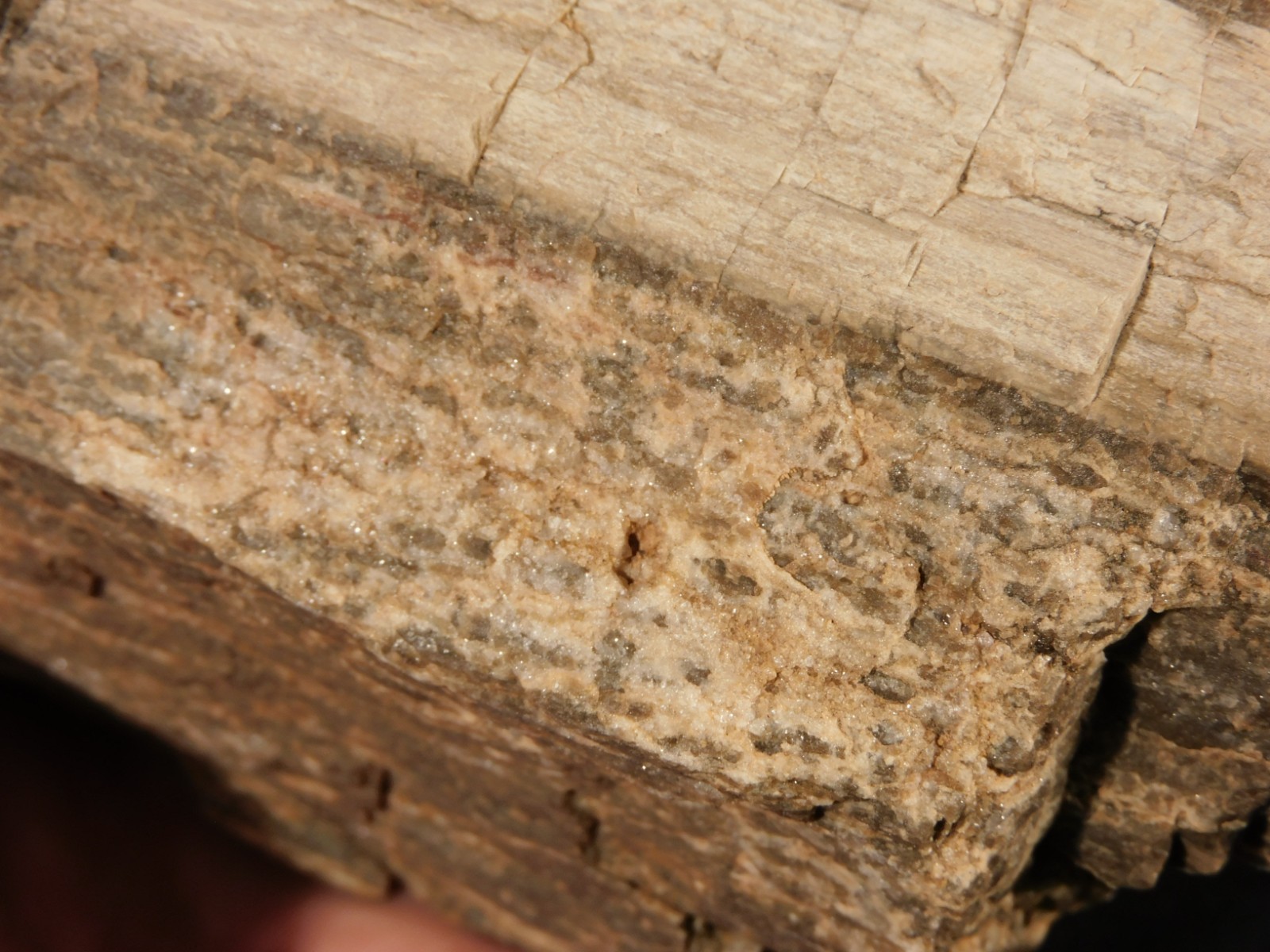 Well Defined BARK! Big 100% Natural Petrified Wood Fossil Jurassic Utah 1740gr