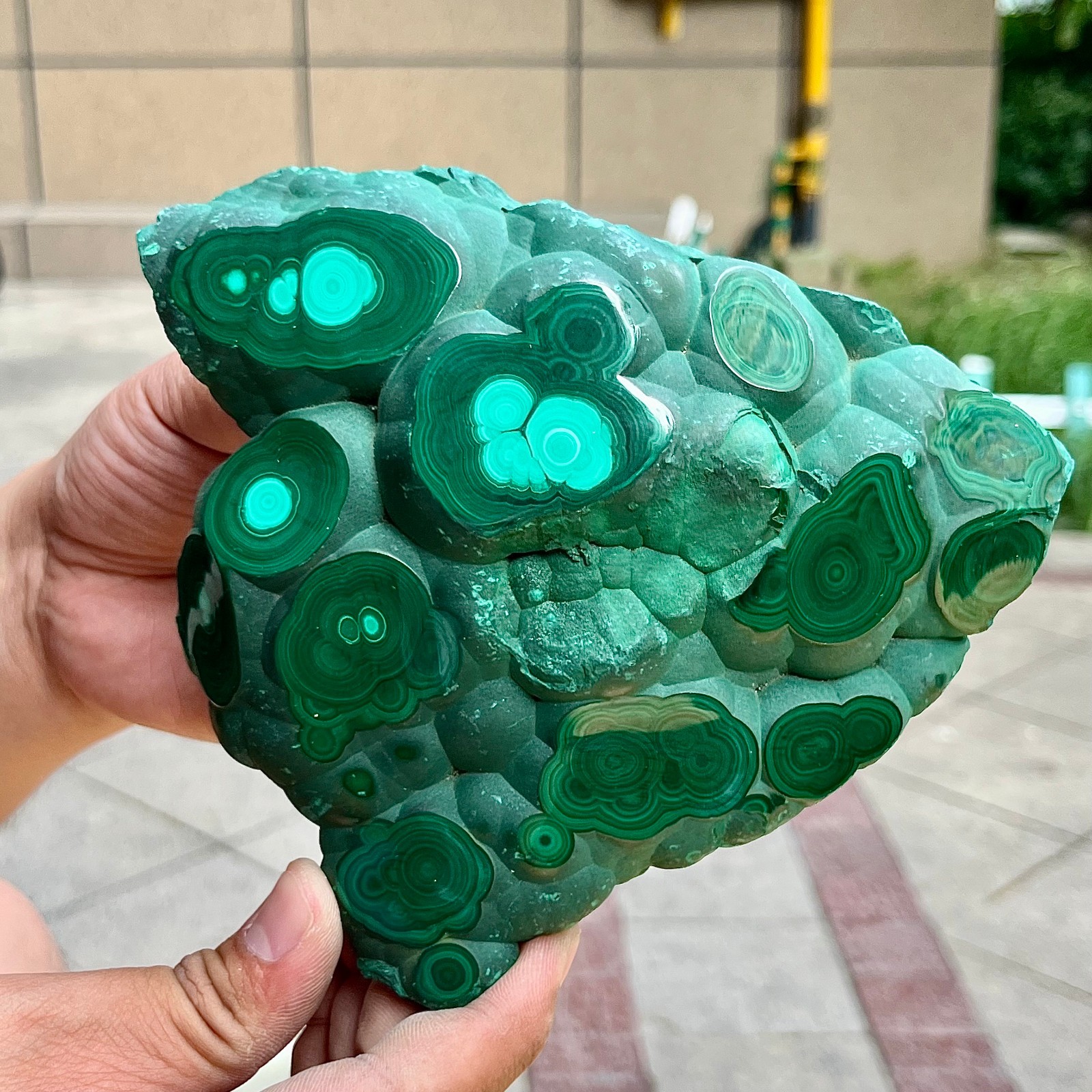 2.2 lb Eye Pattern Malachite Partially Polished Freeform Raw Back Specimen