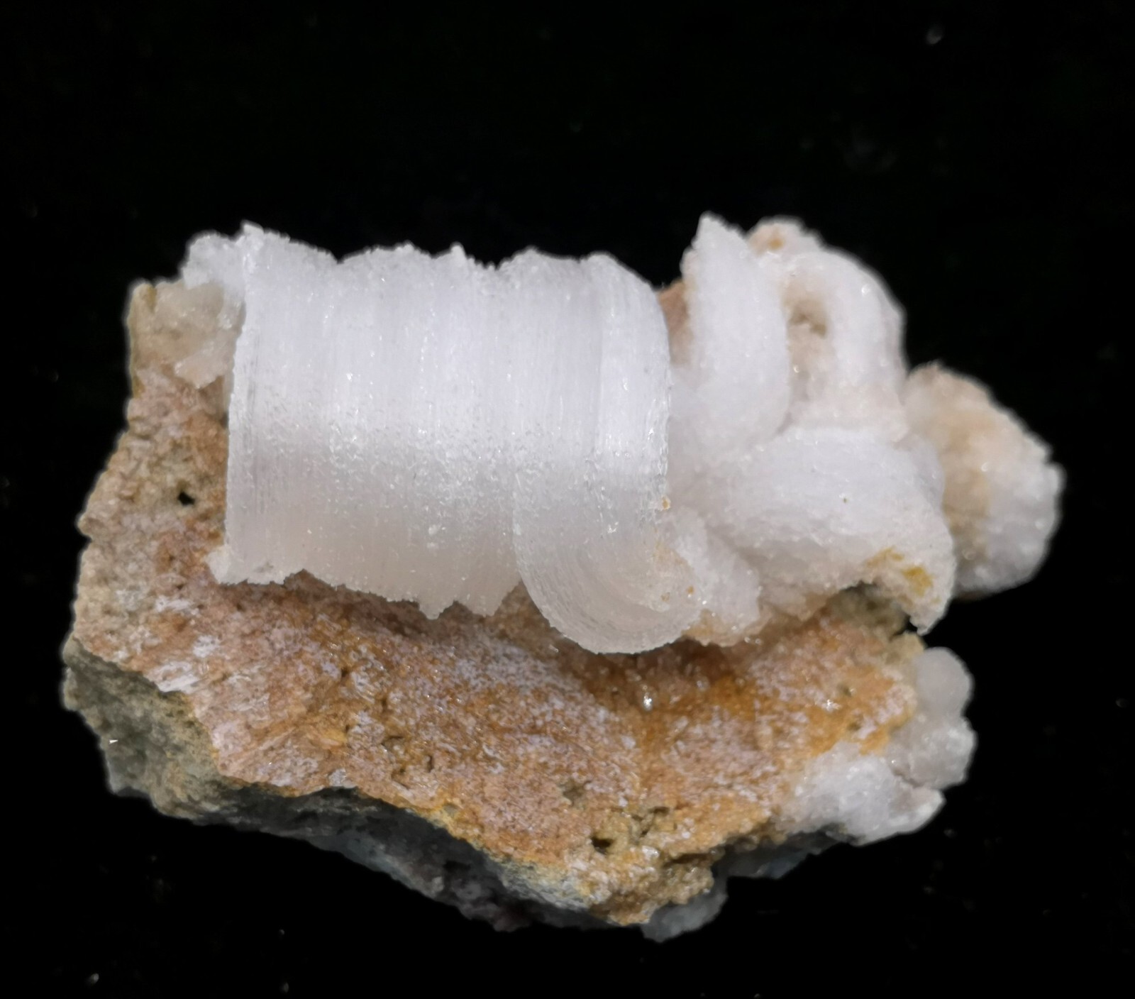 84mm ‘Ram’s Horn’ shape Selenite (Gypsum), Natural Mineral Specimen