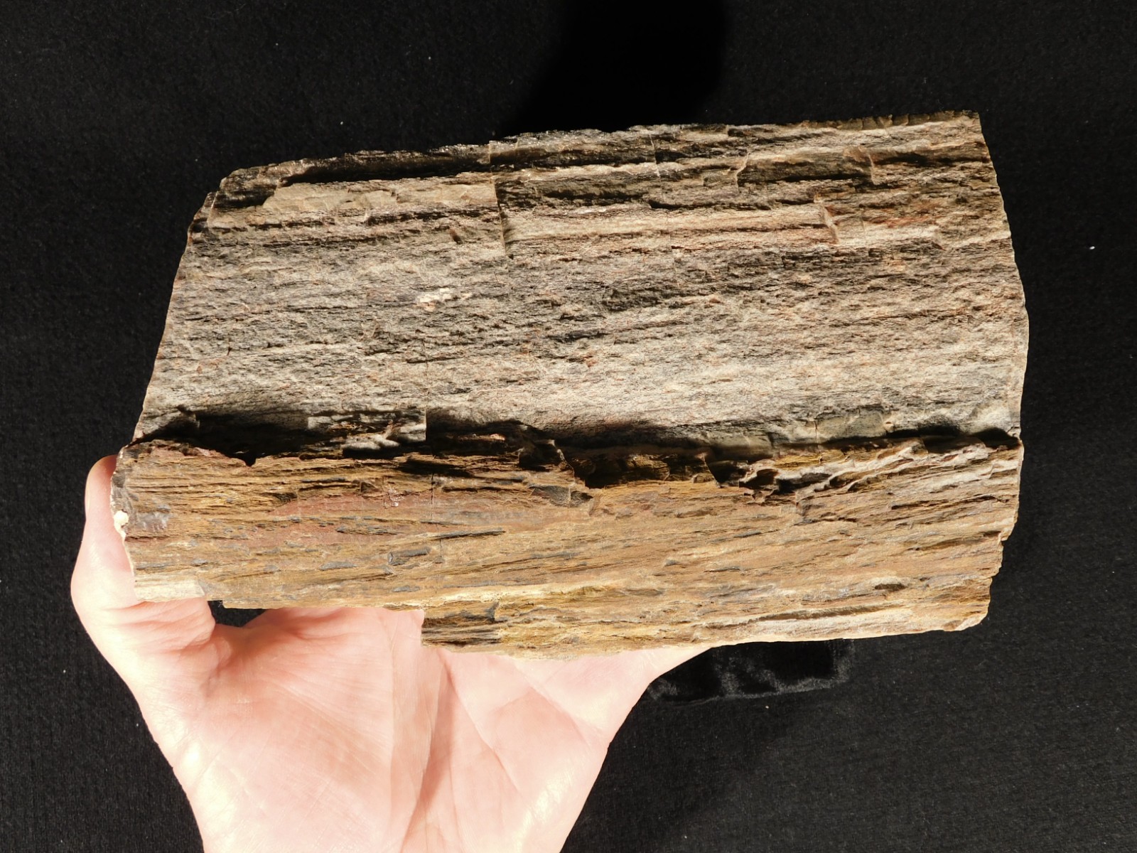 Nice BARK! Big Petrified Wood Fossil From Jurassic Utah 2575gr